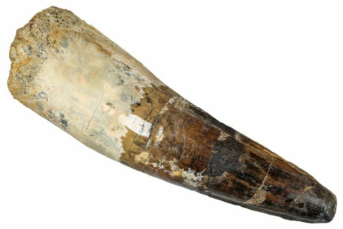 Real Fossil Spinosaurus Tooth - Huge Dinosaur Tooth #272449